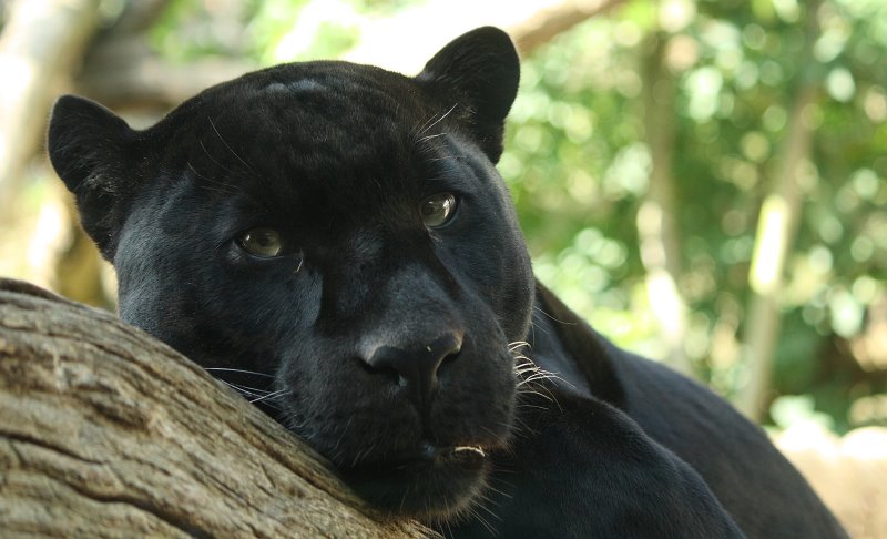 Blackpanther - 05.jpg